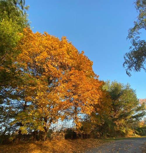 Family Farmhouse Inn image 2