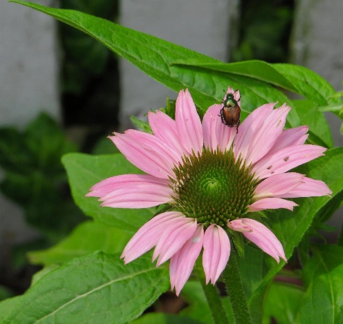 Family Farmhouse Inn image 26