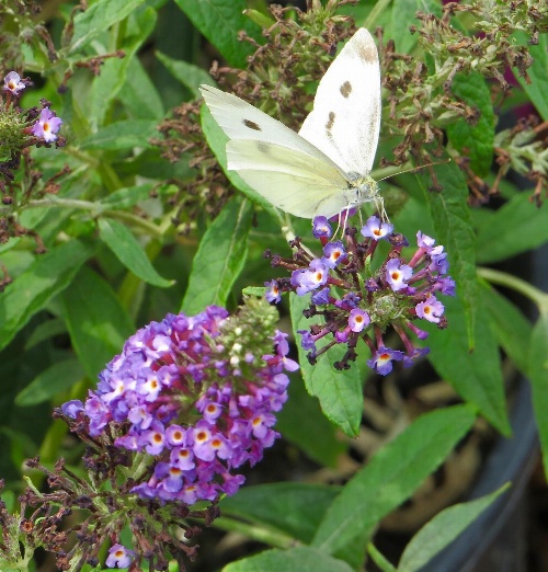Family Farmhouse Inn image 3