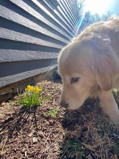 Family Farmhouse Inn image 4