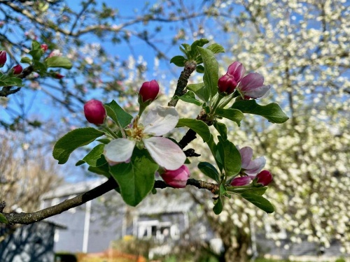 Family Farmhouse Inn image 6